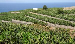 Plantacion Norte Tenerife