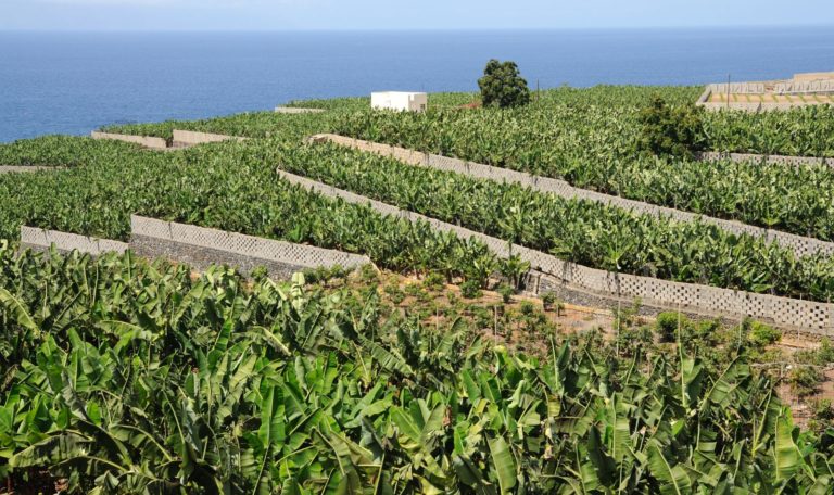 Plantacion Norte Tenerife