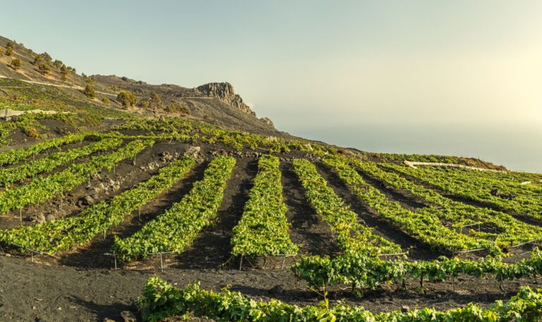 frutas de temporada en Octubre