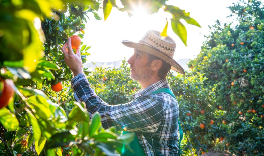 Fruta de temporada en Febrero