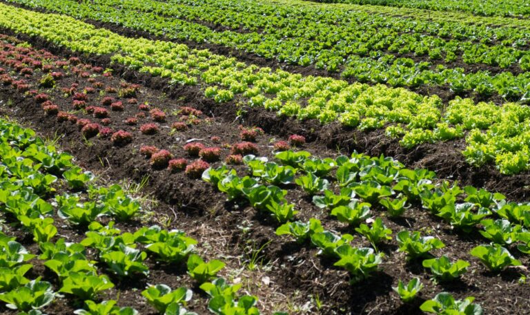 En España, el mes de febrero está marcado por el invierno, lo que influye en el tipo de verduras disponibles durante esta temporada. Aunque las condiciones climáticas varían según la región, hay varias verduras que suelen estar en temporada en febrero en gran parte del país. Aquí te dejo una lista de verduras típicamente en temporada durante este mes: Alcachofas Brócoli Coliflor Espinacas Acelgas Guisantes Habas Lechugas Escarolas Endivias Col lombarda Col rizada Nabos Zanahorias Puerros Estas verduras se benefician del clima frío a templado del invierno español, lo que permite a los agricultores ofrecer productos frescos y de temporada. Consumir verduras de temporada no solo garantiza una mayor frescura y sabor, sino que también apoya a la agricultura local y reduce el impacto ambiental asociado al transporte de alimentos.