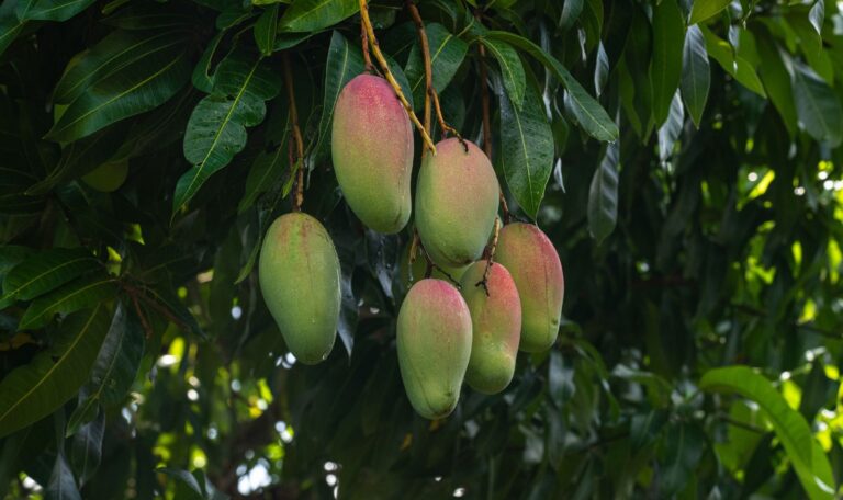 Fruta Primavera