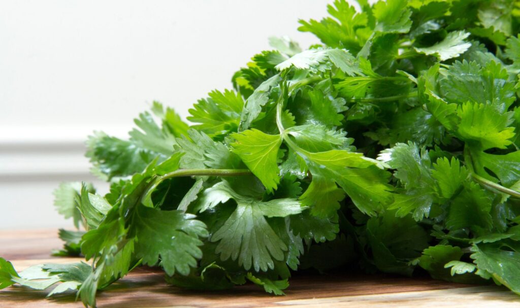 Cilantro